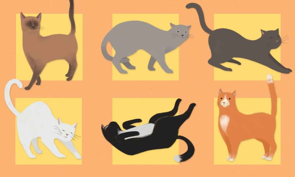 معنی حرکات گربه