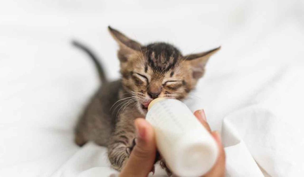 شیر دادن به بچه گربه